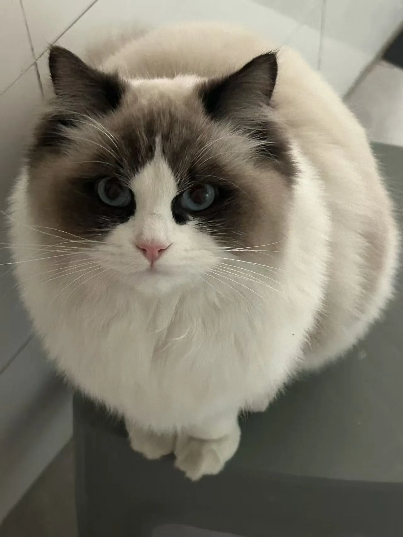 猫咪认真盯着镜头