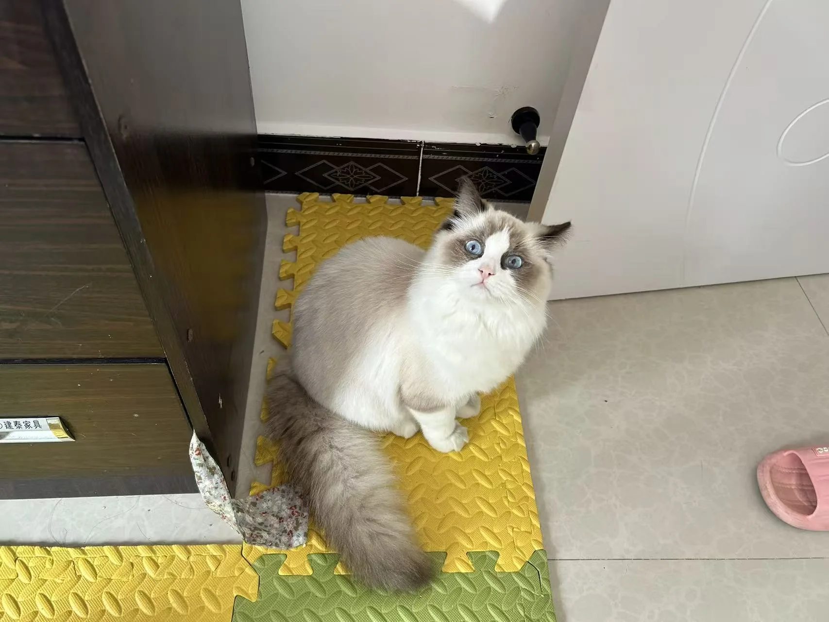 猫咪安静坐在角落