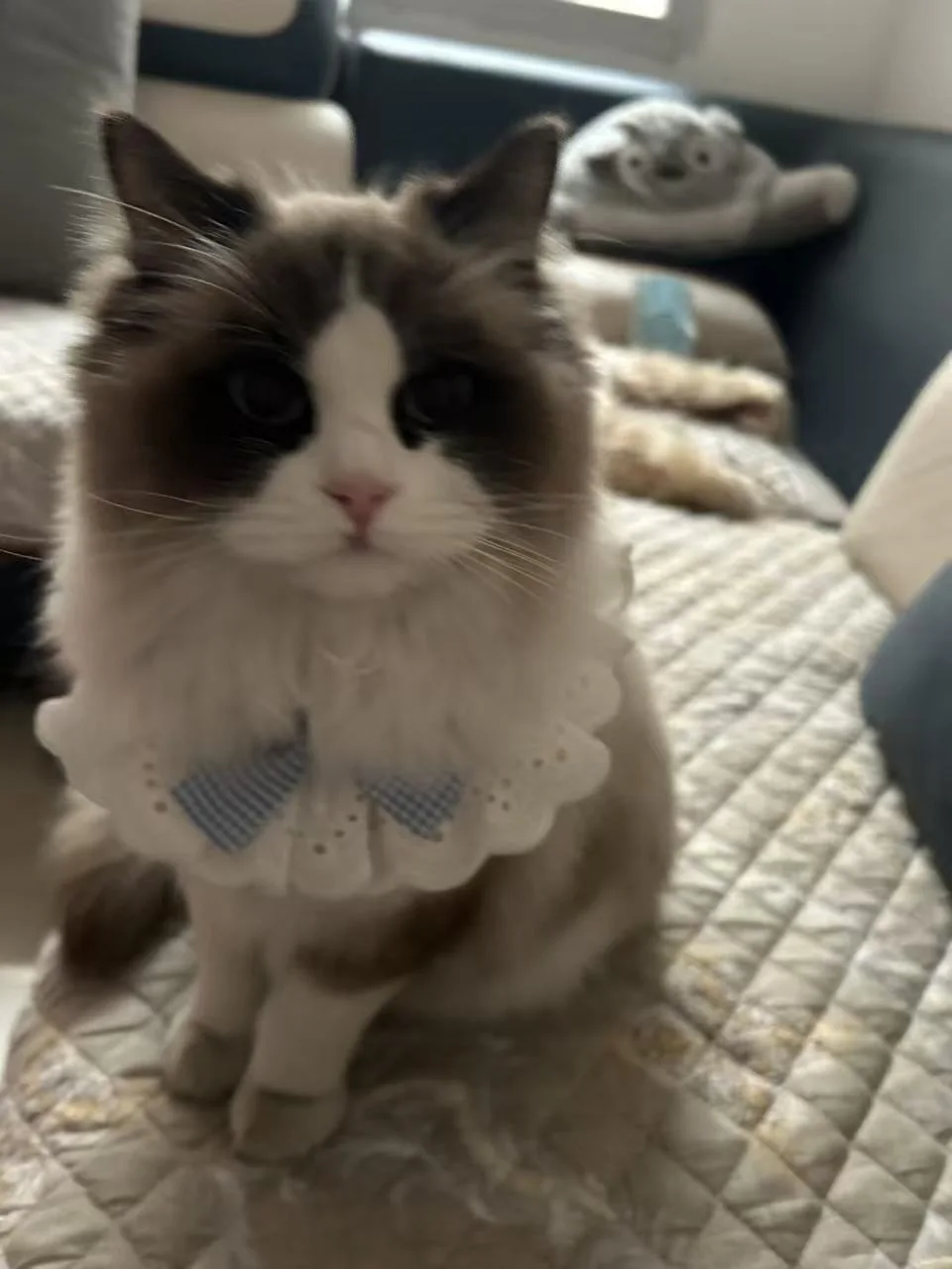 猫咪凑近一点看你