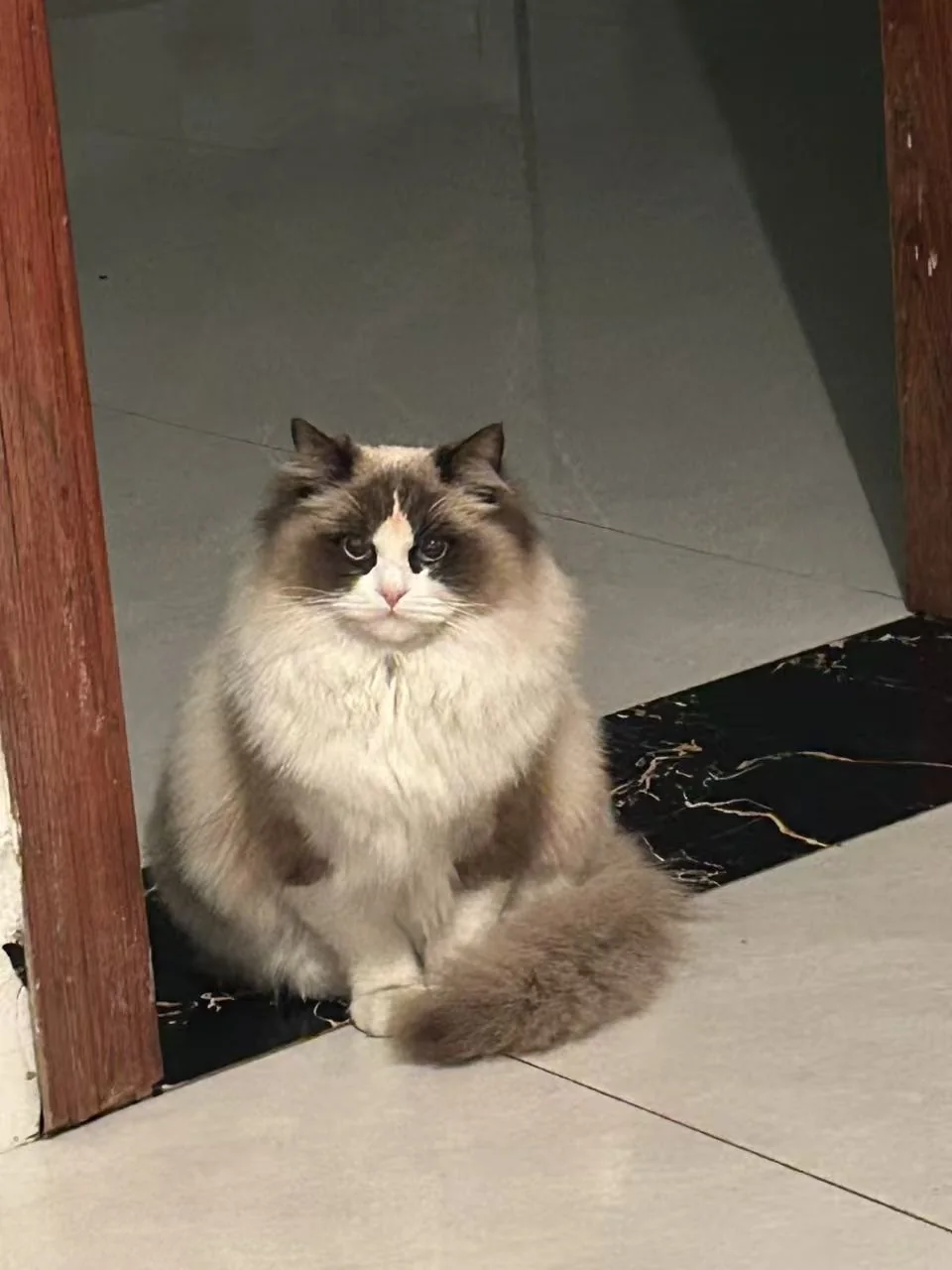 猫咪坐在门边等一等