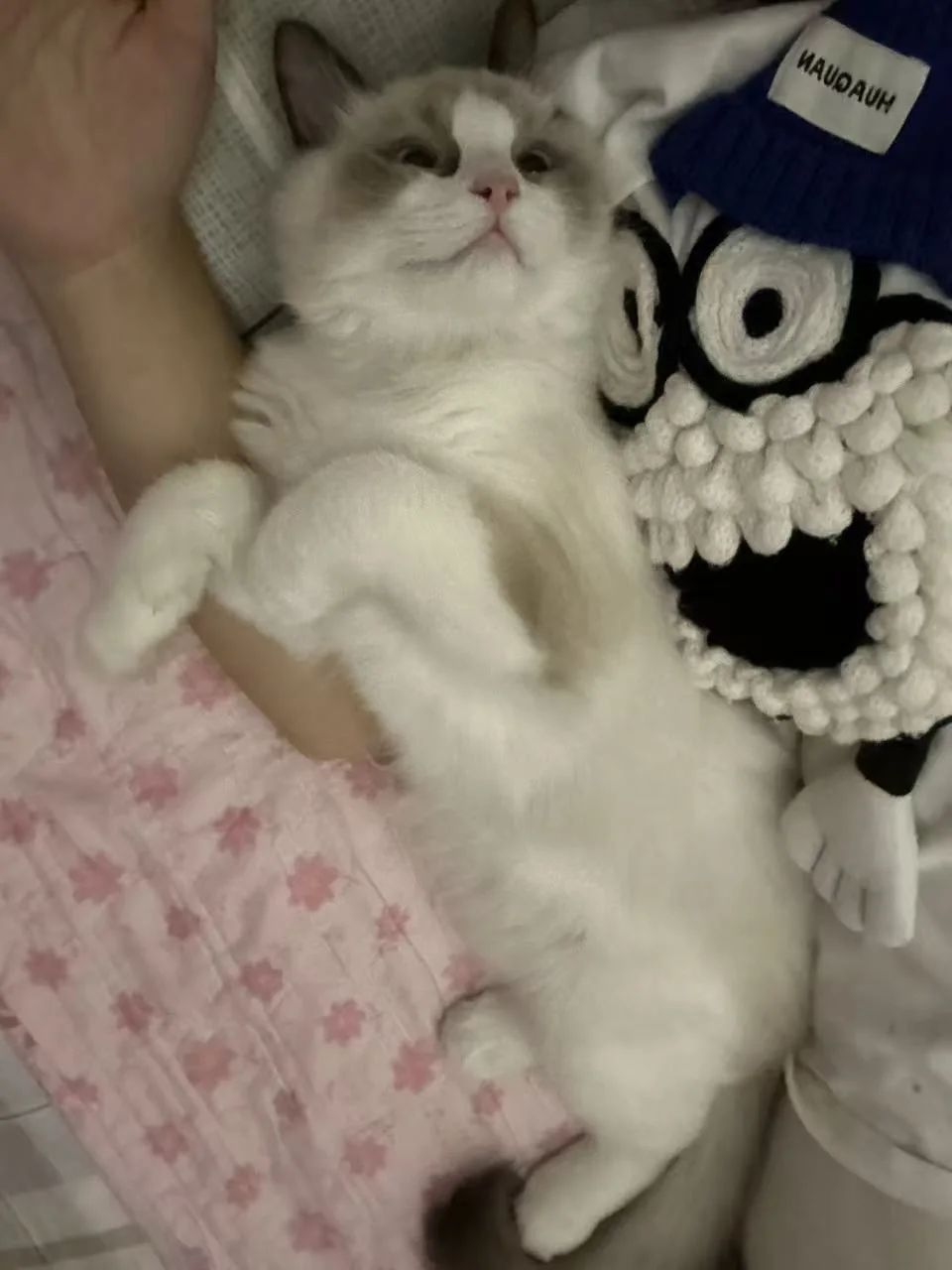 猫咪舒舒服服地躺着