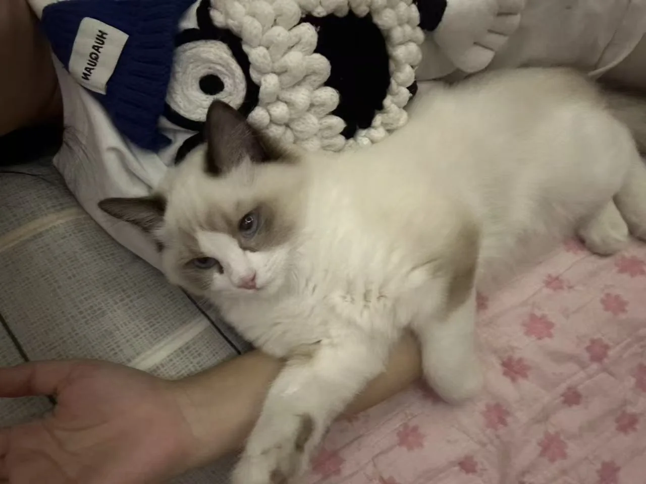猫咪窝在柔软的床上
