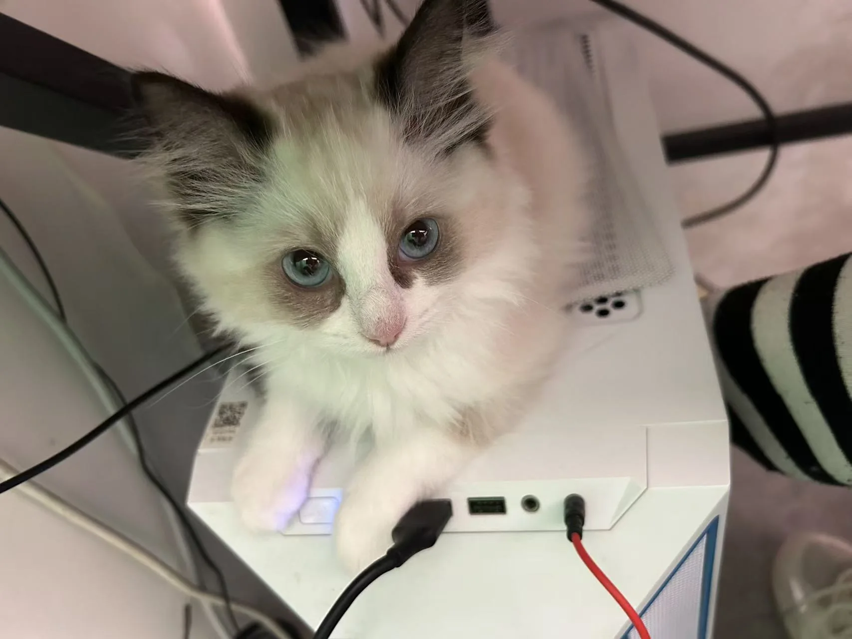 猫咪小小的毛茸茸