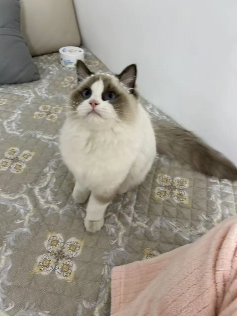 猫咪日常里的小可爱